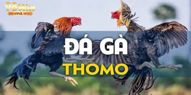 Link đá gà Thomo chất lượng hàng đầu 98win