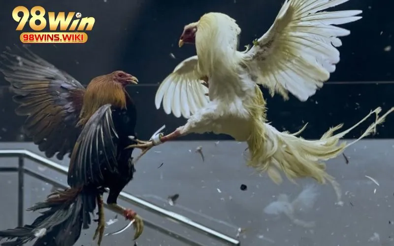 Tổng quan về trò chơi đá gà lông cựa sắt